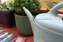 Kako da znamo da li smo DOVOLJNO ZALILI BILJKE? Glavne tehnike zalivanja