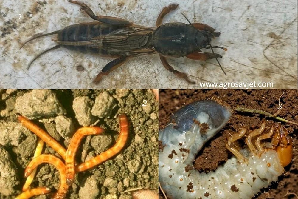 zemljišni insekti