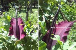 ZMIJSKA PALMA - U Banatu redovno cvjeta nesvakidašnji egzotični cvijet