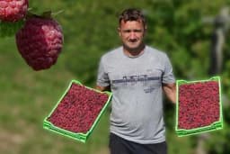 Da sam uništio maline izgubio bih 40.000 KM