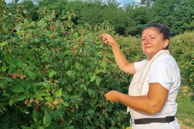 Milica je rekorderka u branju malina - Nabrala nevjerovatnih 136,5 kilograma malina