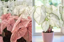 CALADIUM - Biljka koja izgleda kao pravo umjetničko djelo