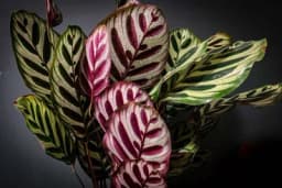 Kalateja - Kako se gaji jedna od omiljenih sobnih biljaka?