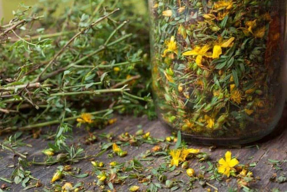 Čaj od kantariona i origana ima jaka antiupalna dejstva, ali evo kako ga morate pripremati