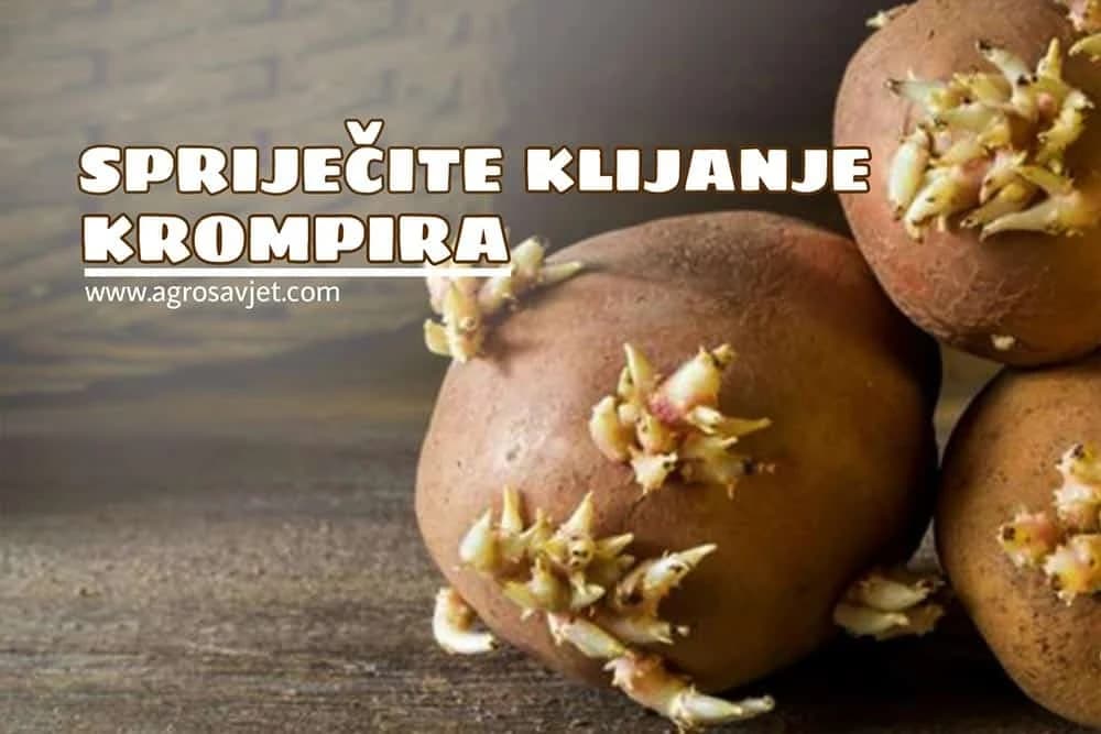KLIJANJE KROMPIRA