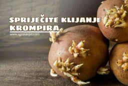 Kako spriječiti KLIJANJE KROMPIRA