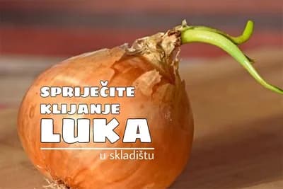 Kako spriječiti KLIJANJE luka u skladištu