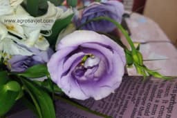 Lizijantus - Savjeti za njegu bez greške