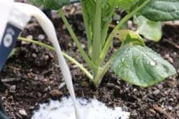 Čaša mlijeka za bolji razvoj biljaka i cvijeća