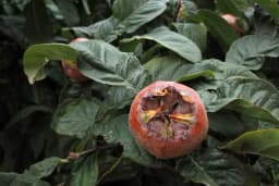 Lako se gaji, a može biti izvor dobre zarade