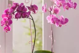 Trik kako da natjerate orhideju da ponovo procvjeta - Tečnost koju ovaj cvijet voli više od vode