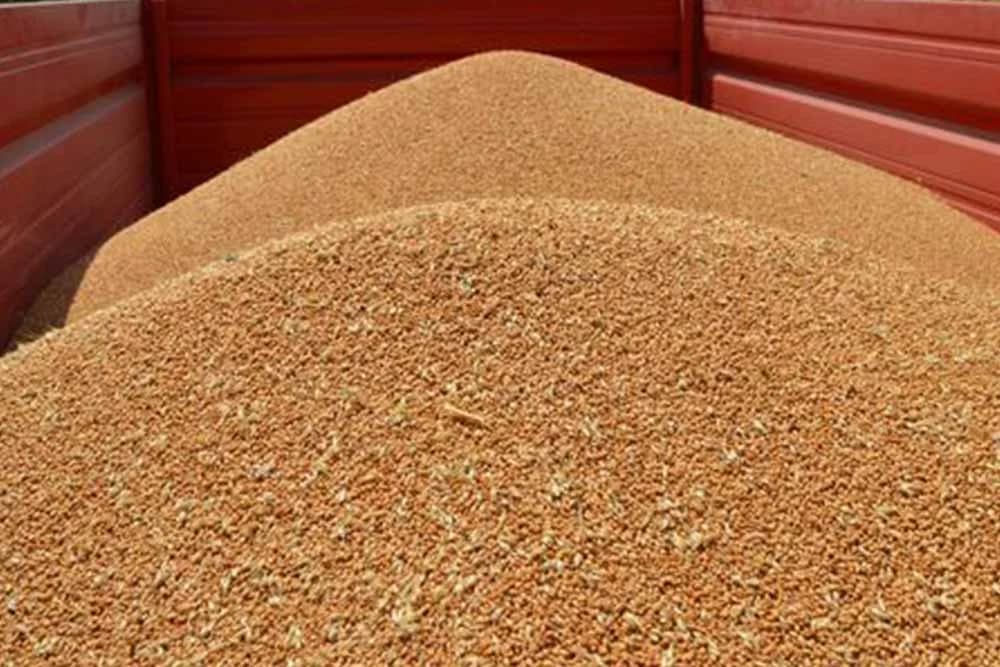 Štetni insekti uskladištenih strnih žita i mjere suzbijanja