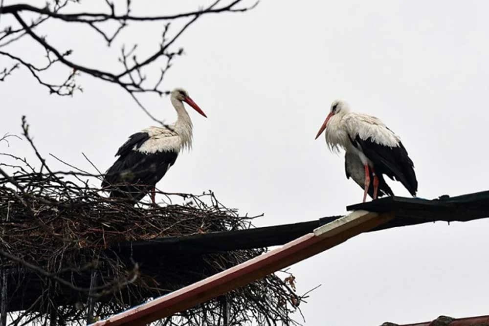UGINULA RODA MALENA - Ljubavnu priču Malene i Klepetana svijet prati već 19 godina