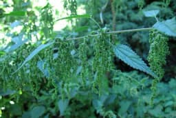 Sjeme koprive pomaže kod mnogih zdravstvenih tegoba - Evo kako se koristi