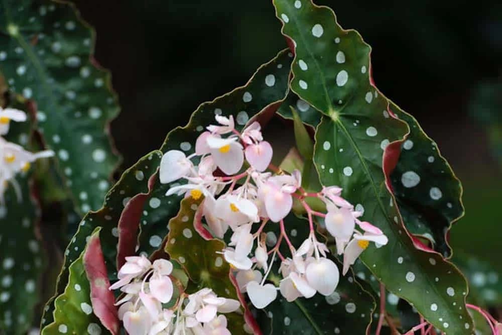 tačkasta begonija