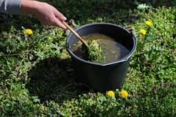 Priprema tekućeg đubriva od maslačka