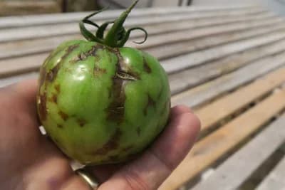 Virus bronzavosti paradajza - Kako spriječiti pojavu ovog virusa?