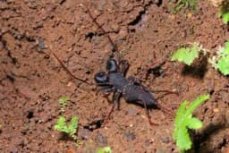 Iz svojih skrovišta izašla stvorenja iz noćnih mora