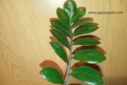 Zamija - Biljka koja ne zahtjeva puno pažnje