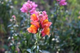 Zijevalica - Cvijet koji mnogi obožavaju i njeguju, a ne znaju koje je njegovo tajno značenje i šta privlači