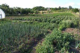 Za bolji prinos povrća i raskošnu baštu, sad je vrijeme da uradite ovo