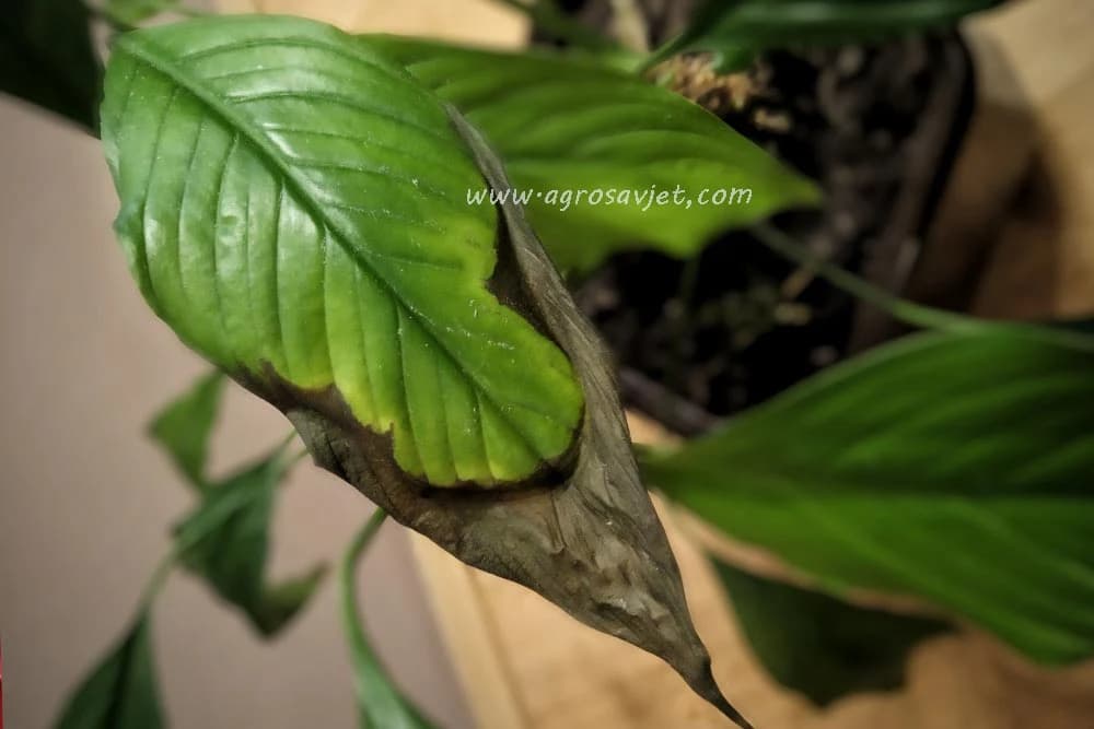 bolesti sobnih biljaka