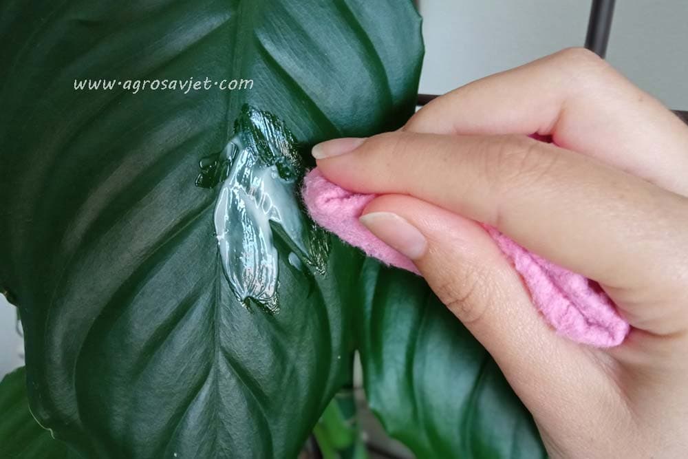 brisanje listova majonezom