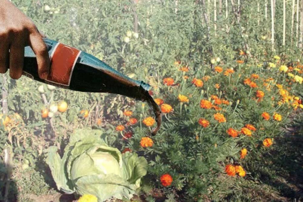 Za šta sve možete koristiti "Colu" u bašti?