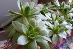 Žuljevi na nogama - Ovo su namirnice koje će vam pomoći