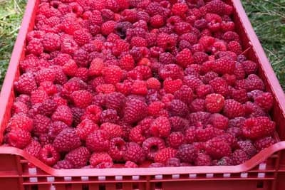 Lopovi upadaju noću i kradu crveno zlato - Za nekoliko sati - 300 kilograma