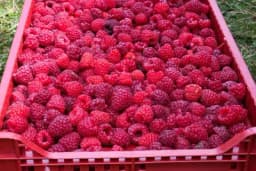 Postavili novi rekord: Otac i sin za dan nabrali 154 kilograma malina