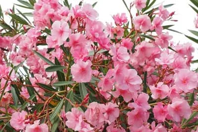 Savjeti uz koje će vaš oleander cvjetati kao na moru