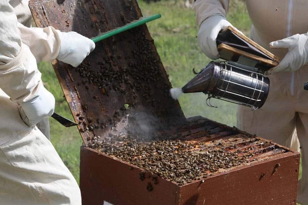 Umirujuće dejstvo dima na pčele