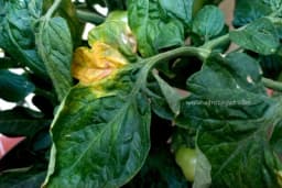 Kako sačuvati paradajz od plamenjače na prirodan način? Ovako to rade iskusni baštovani