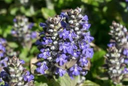 Puzava ivica - Zaboravljena ljekovita biljka