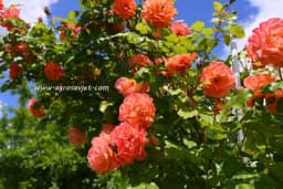 Pored ruža samo zasadite ovo i nemojte se brinuti štetočina: