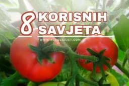 Evo kako da uzgojite najslađi paradajz. Sa ovih 8 savjeta do najvećih prinosa!