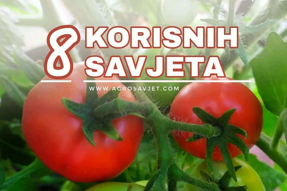 savjeti za uzgoj paradajza