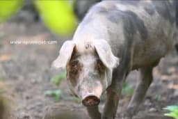 Kako pomoći svinjama da lakše podnesu ljetne vrućine?