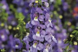 Ova prelijepa biljka će krasiti vaš vrt cijelo ljeto