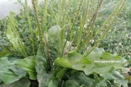 Tri neobične LJEKOVITE BILJKE koje gajite, a da toga niste ni svjesni (FOTO)