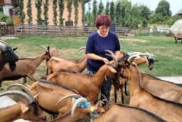 Snežana se bavi kozarstvom - Njeno iskustvo govori o velikoj isplativosti ove proizvodnje