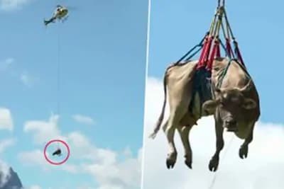 Jeste li ikada vidjeli kravu u vazduhu - U ovo doba godine u Švajcarskoj to je normalno