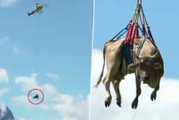 Jeste li ikada vidjeli kravu u vazduhu - U ovo doba godine u Švajcarskoj to je normalno