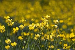 Četiri najsmrtonosnije biljke na svijetu