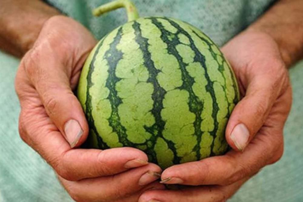 Grčki farmer proizveo mini-lubenice - Staju u žensku torbicu