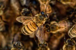 Terapija pčelinjim otrovom protiv artritisa