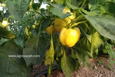 Korisna pravila za navodnjavanje paprike