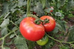 Koliko je sunčeve svjetlosti potrebno plodovima paradajza?