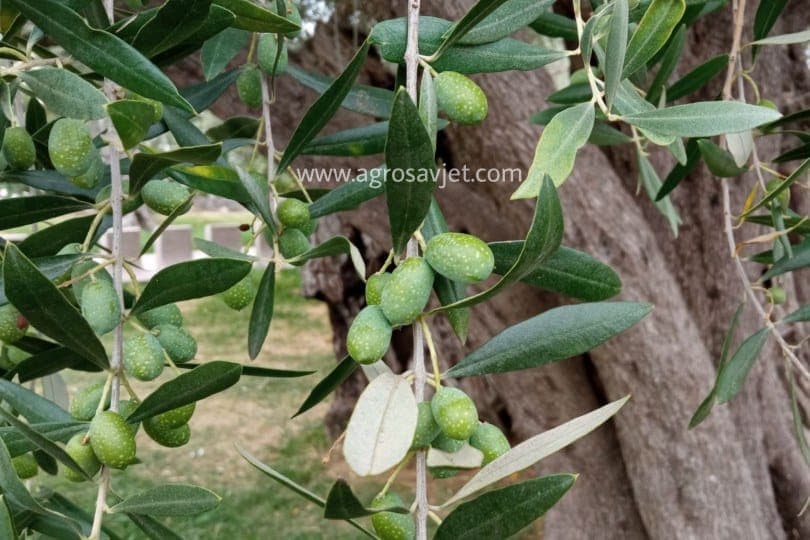 Plod masline na drvetu masline strom preko 2000 godina